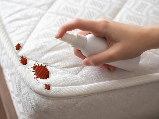 Best Flea Control Services  in Brookville, PA