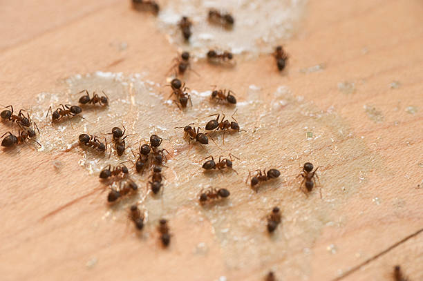 Best Mosquito Control Services  in Brookville, PA